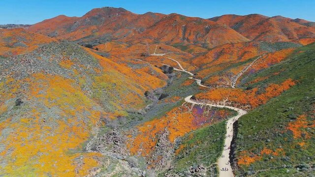 California poppy super bloom in Walker Canyon in Southern California. These were taken in March 2020. (aerial photography)