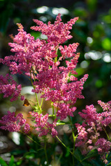 Astilbe Arendsii perennial herbaceous bright purple flowers in bloom, beautiful ornamental flowering plants in the garden