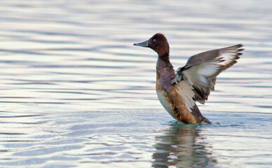 Ferruginous Duck - Aythya nyroca, Crete