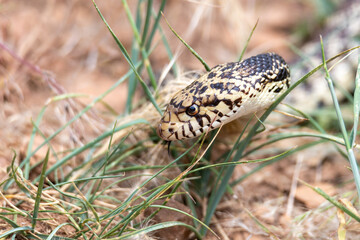 Bull snake in the grass.