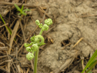 Life always finds a way.. Plant growing on burnt soil