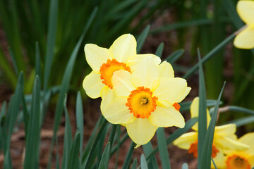 Yellow and White Daffodils in the sunshine