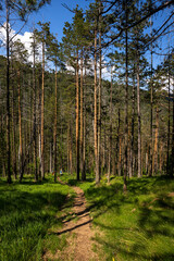 Hiking trail in the mountain Divcibare in Serbia