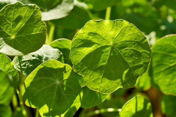 Fresh nasturtium or Tropaeolum majust plant growing in sunlight