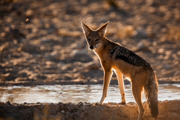 Black backed jackal drinking in waterhole in backlit in Kgalagadi transfrontier park, South Africa ; Specie Canis mesomelas family of Canidae