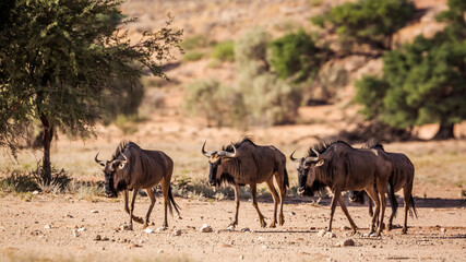 Fototapeta na wymiar Four Blue wildebeest walking in dry land in Kgalagadi transfrontier park, South Africa ; Specie Connochaetes taurinus family of Bovidae