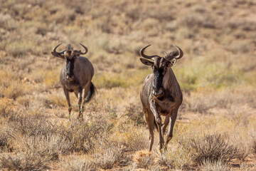Two Blue wildebeest running front view in Kgalagadi transfrontier park, South Africa ; Specie Connochaetes taurinus family of Bovidae