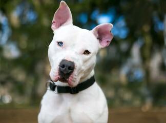 A white Pit Bull Terrier mixed breed dog with heterochromia in its eyes, one blue eye and one brown...