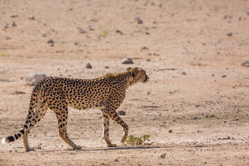 Cheetah walking on dry land in Kgalagadi transfrontier park, South Africa ; Specie Acinonyx jubatus family of Felidae