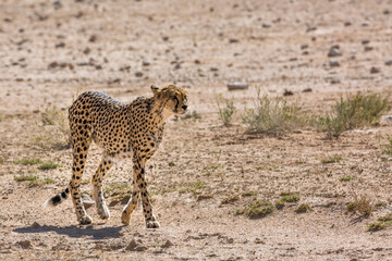 Cheetah walking on dry land in Kgalagadi transfrontier park, South Africa ; Specie Acinonyx jubatus family of Felidae