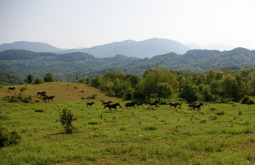Fototapeta na wymiar A herd of horses in the mountains