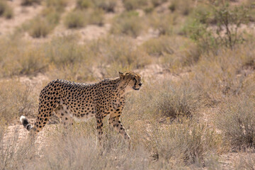 Cheetah walking in dry land in Kgalagadi transfrontier park, South Africa ; Specie Acinonyx jubatus family of Felidae