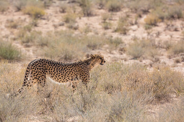 Cheetah walking in dry land in Kgalagadi transfrontier park, South Africa ; Specie Acinonyx jubatus family of Felidae