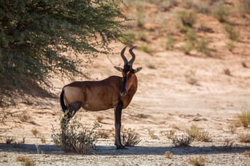 Hartebeest standing in tree shadow in Kgalagadi transfrontier park, South Africa; specie Alcelaphus buselaphus family of Bovidae