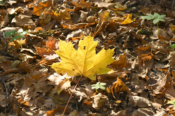 The picture shows a yellow maple leaf lying on top of other dry leaves.