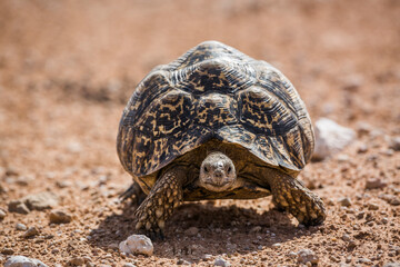Leopard tortoise walking front view in desert in Kgalagadi transfrontier park, South Africa ; Specie Stigmochelys pardalis family of Testudinidae