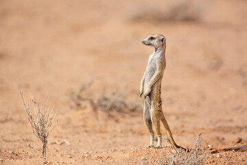 Naklejka na ściany i meble Meerkat standing up in alert in desert in Kgalagadi transfrontier park, South Africa; specie Suricata suricatta family of Herpestidae