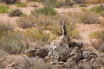 Meerkat standing in alert in scrubland habitat in Kgalagadi transfrontier park, South Africa; specie Suricata suricatta family of Herpestidae