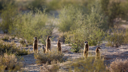 Meerkat family in alert in backlit in Kgalagadi transfrontier park, South Africa; specie Suricata suricatta family of Herpestidae