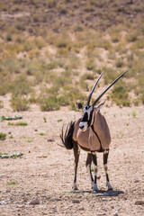 South African Oryx standing in dry land in front view in Kgalagadi transfrontier park, South...