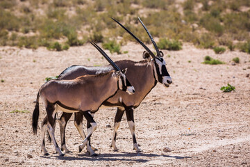 South African Oryx female and cub in Kgalagadi transfrontier park, South Africa; specie Oryx gazella family of Bovidae