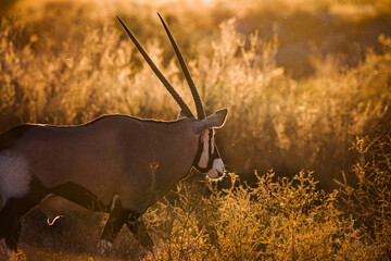 South African Oryx portrait in backlit at sunrise in Kgalagadi transfrontier park, South Africa;...