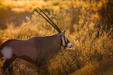 South African Oryx portrait in backlit at sunrise in Kgalagadi transfrontier park, South Africa;...