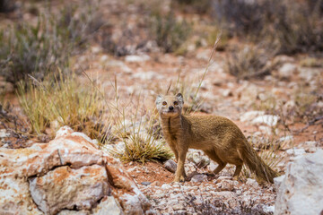 Yellow mongoose looking at camera in scrubland in Kgalagadi transfrontier park, South Africa; specie Cynictis penicillata family of Herpestidae