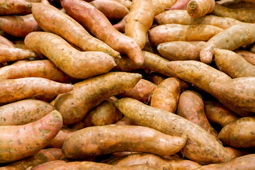 Fresh sweet potato piled on the market. Food background. Harvest