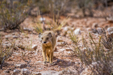 Fototapeta premium Yellow mongoose walking in front view in Kgalagadi transfrontier park, South Africa; specie Cynictis penicillata family of Herpestidae