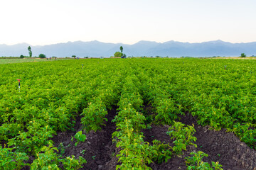 Potato rows in a farm field © Vastram
