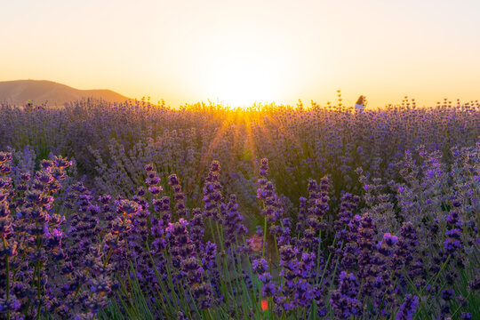 Lavender fields at sunset time © Vastram