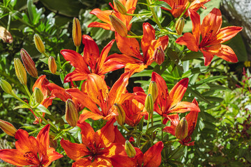 red lilies in a Norwegian summer garden