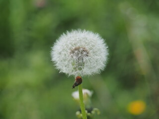 Dandelion flower seeds. A wild plant.