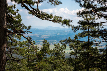 View of the mountains trough ther pine trees