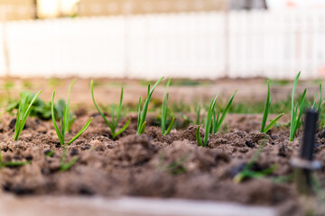Green sprouts of garlic grow in a garden bed. Winter garlic on the ground covered with mulch
