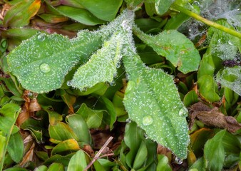 Green grass texture with morning dew, top view