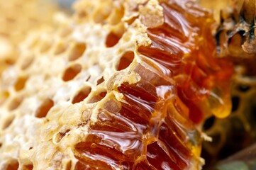 Close up of honey bee nest, hives, from natural rain forest in Gunung Kidul, Yogyakarta, Indonesia