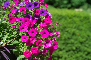 Obraz premium Beautiful Petunia on a sunny day in Ontario Canada 