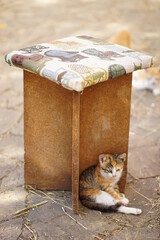 Funny tricolor kitten sits under a stool in the garden