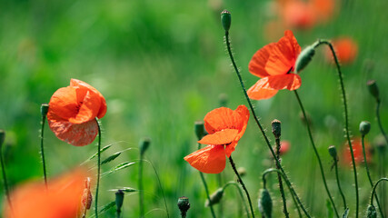 Blooming poppies on the lawn.