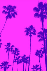 Fototapeta na wymiar Silhouettes of palm trees 