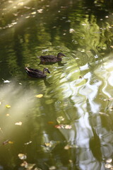 池の鴨