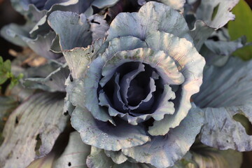 Tuscan cabbage, cavolo nero , lacinato kale or black cabbage close up in nature