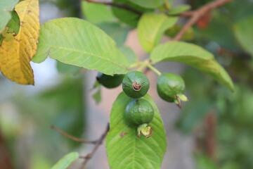 Some green small guavas hanging from the tree in nature