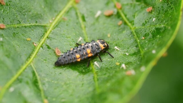 Ladybug larva on a wet pepper leaf with aphids