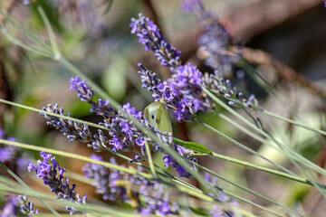 Cavolaia sulla lavanda