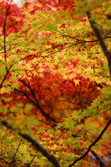 紅葉