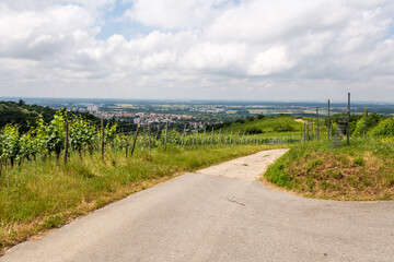 Fototapeta na wymiar Vine field with Bensheim city in background, summer, germany