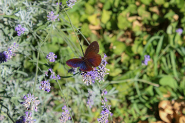 Farfalla ad ali spiegate